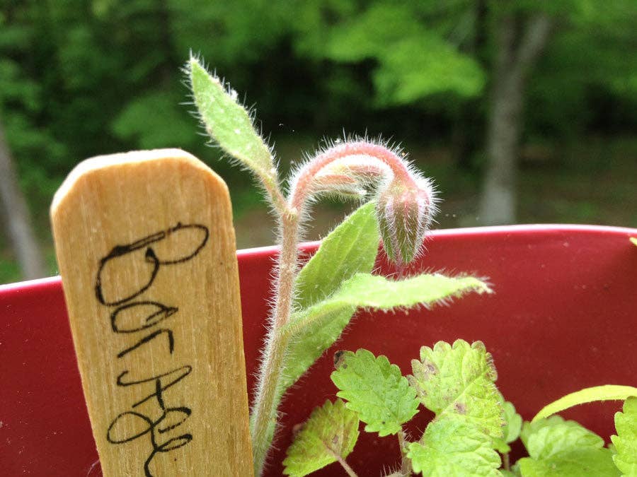 Cocktail Garden Grow Kit